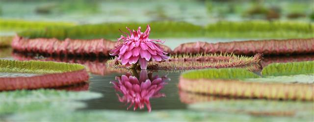 24일 경남 함양군 함양읍 상림연꽃단지에서 밤의 여왕이라고 불리는 빅토리아연꽃이 활짝 펴 아름다운 자태를 뽐내고 있다. 2020.8.24 뉴스1