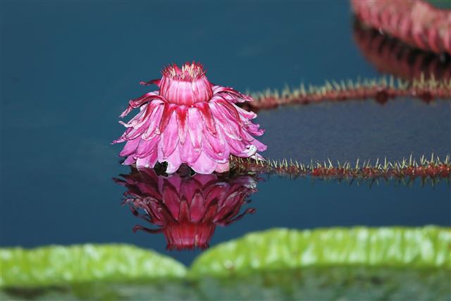 24일 경남 함양군 함양읍 상림연꽃단지에서 밤의 여왕이라고 불리는 빅토리아연꽃이 활짝 펴 아름다운 자태를 뽐내고 있다.  2020.8.24 뉴스1