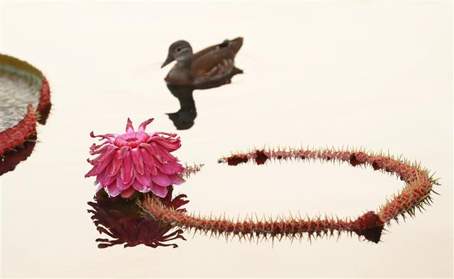 24일 경남 함양군 함양읍 상림연꽃단지에서 밤의 여왕이라고 불리는 빅토리아연꽃이 활짝 펴 아름다운 자태를 뽐내고 있다. 2020.8.24 뉴스1