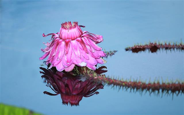 24일 경남 함양군 함양읍 상림연꽃단지에서 밤의 여왕이라고 불리는 빅토리아연꽃이 활짝 펴 아름다운 자태를 뽐내고 있다. 2020.8.24 뉴스1
