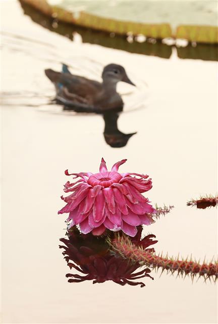 24일 경남 함양군 함양읍 상림연꽃단지에서 밤의 여왕이라고 불리는 빅토리아연꽃이 활짝 펴 아름다운 자태를 뽐내고 있다. 2020.8.24 뉴스1