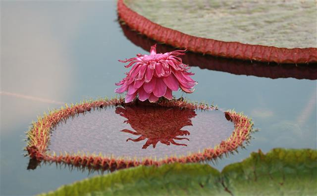 24일 경남 함양군 함양읍 상림연꽃단지에서 밤의 여왕이라고 불리는 빅토리아연꽃이 활짝 펴 아름다운 자태를 뽐내고 있다.  2020.8.24 뉴스1