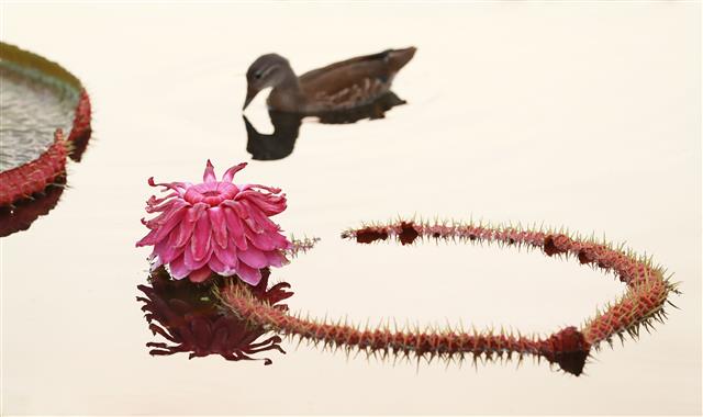 24일 경남 함양군 함양읍 상림연꽃단지에서 밤의 여왕이라고 불리는 빅토리아연꽃이 활짝 펴 아름다운 자태를 뽐내고 있다. 2020.8.24 뉴스1