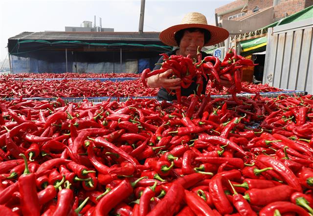 25일 오후 울산시 울주군 서생면 나사마을에서 한 농민이 햇볕에 빨간 고추를 말리고 있다. 2020.8.25 뉴스1