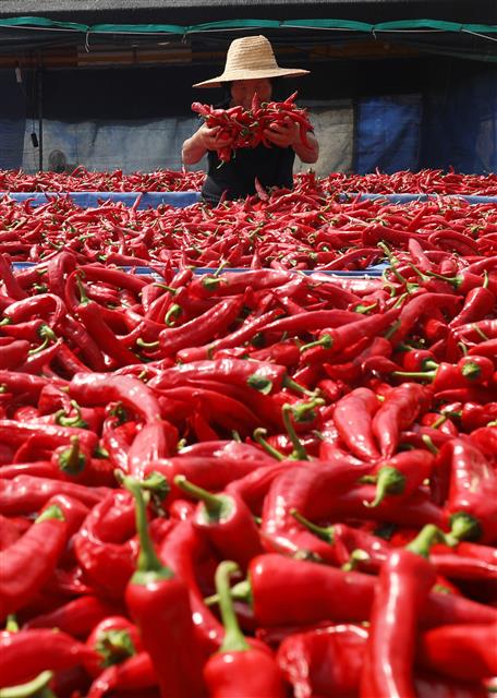 25일 오후 울산시 울주군 서생면 나사마을에서 한 농민이 햇볕에 빨간 고추를 말리고 있다. 2020.8.25 뉴스1