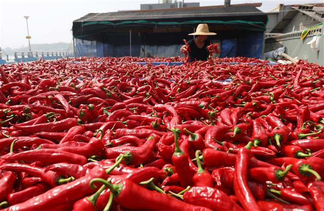 25일 오후 울산시 울주군 서생면 나사마을에서 한 농민이 햇볕에 빨간 고추를 말리고 있다. 2020.8.25 뉴스1