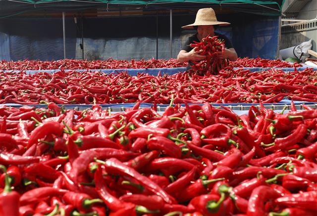 25일 오후 울산시 울주군 서생면 나사마을에서 한 농민이 햇볕에 빨간 고추를 말리고 있다. 2020.8.25 뉴스1