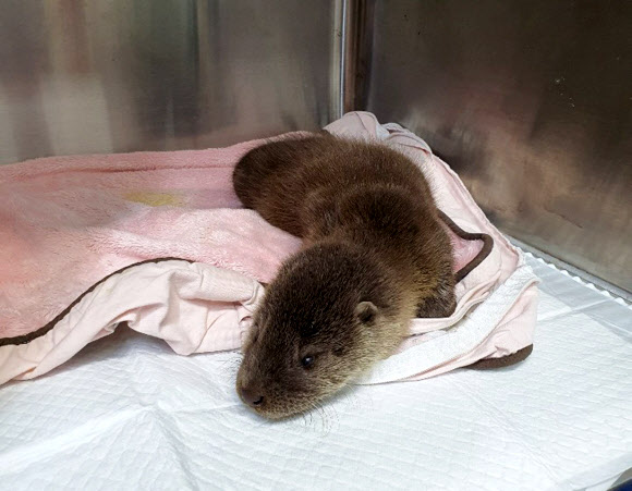 포항 계곡서 천연기념물인 생후 2개월 수달 발견