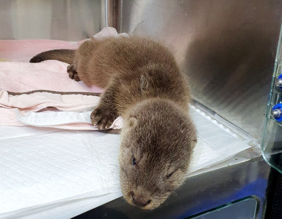 치료 중인 수달