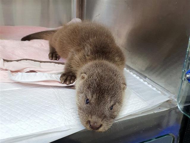 엄마 찾는 아기 수달