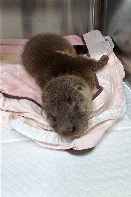 체력 회복 중인 아기 수달