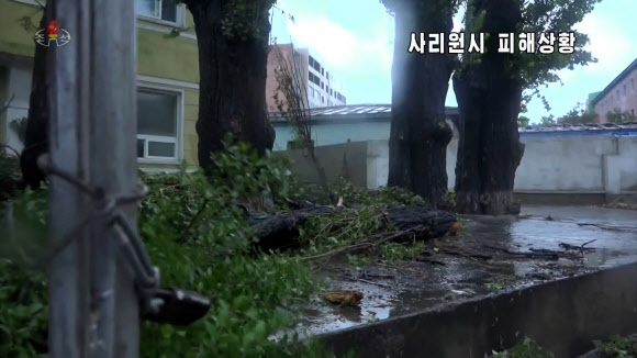 북한 조선중앙TV는 27일 제8호 태풍 ‘바비’로 강한 바람이 불면서 황해북도 사리원시의 가로수들이 부러져 도로를 뒤덮은 모습을 보도했다.  2020.8.27  조선중앙TV 화면