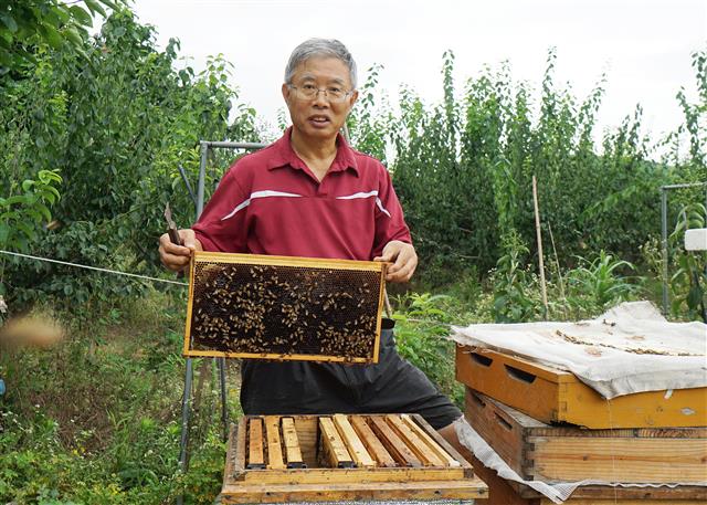 지난달 29일 경기 성남시 텃밭에 마련된 양봉장에서 송인택 전 울산지검장이 직접 벌통을 들어보이고 있다. 지난해까지만 해도 울산지검을 지휘하며 검경 수사권 조정에 쓴소리를 냈지만, 이젠 양봉인으로서 제2의 인생을 준비하고 있다.