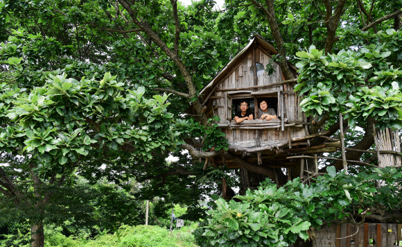 김제 만경읍의 ‘미즈노씨네 트리 하우스’ 모습. 마을 당산나무인 ‘느티낭구(나무)’ 위에 세워졌다. 숙박은 안 되고 차를 마시거나 사진을 찍는 용도로 쓰인다.