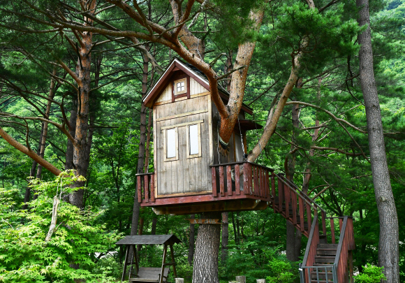홍천 ‘은행나무숲’의 트리 하우스. 10월 한 달만 개방한다.