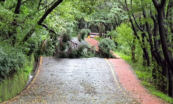 태풍 못 이기고 쓰러진 나무