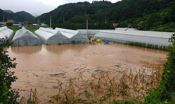 태풍 영향으로 물에 잠긴 비닐하우스들