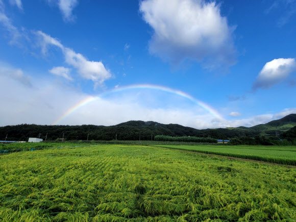 태풍 지난 함양 농촌마을에 뜬 무지개