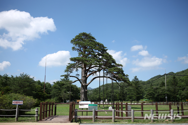 충북 보은의 정이품송 후계목을 심어 대단위 수목장터가 조성된다. 뉴시스 제공