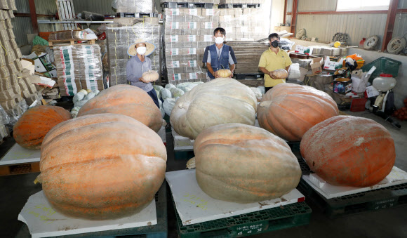 의령 초대형 호박들