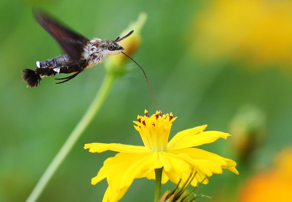 코스모스 꿀 빠는 박각시나방