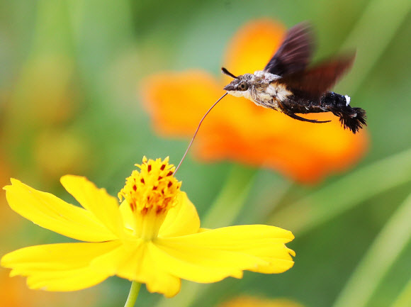 코스모스 꿀 빠는 박각시나방