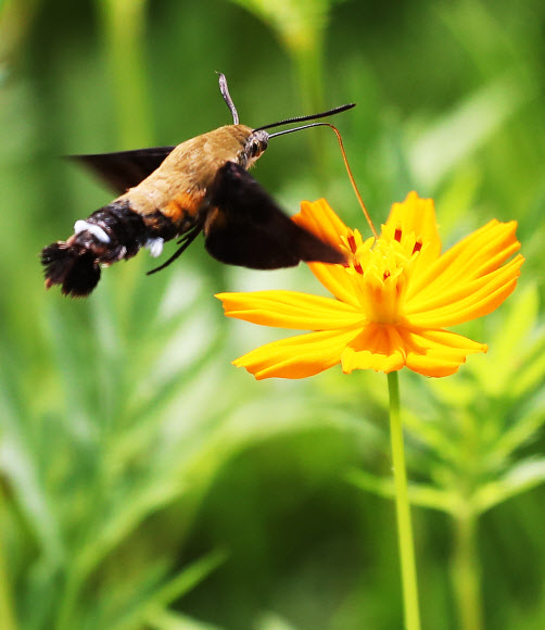 코스모스 꿀 빠는 박각시나방