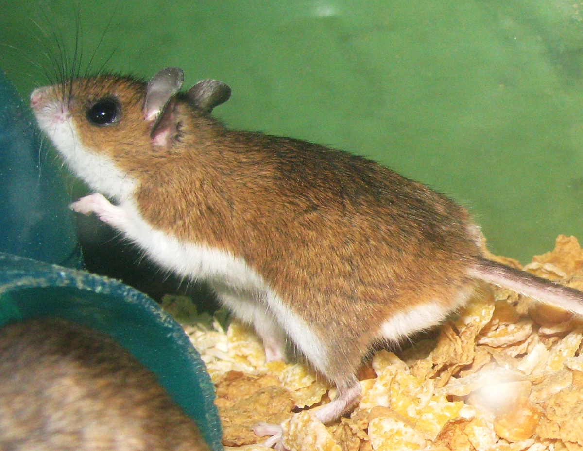 사슴쥐(deer mouse)로도 불리는 흰발생쥐. 북미 대륙에서 가장 개체 수가 많은 포유류로 알려져 있다.  위키피디아