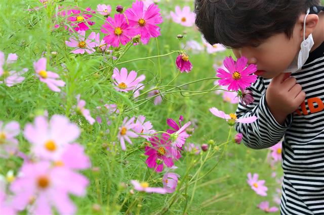 6일 오후 휴일을 맞아 경북 경산시 하양읍 금호강변을 찾은 어린이들이 하양경관농업단지에 꽃망울을 터뜨린 코스모스 꽃내음을 맡고 있다. 2020.9.6 뉴스1