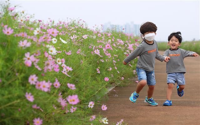 6일 오후 휴일을 맞아 경북 경산시 하양읍 금호강변을 찾은 어린이들이 하양경관농업단지에 꽃망울을 터뜨린 코스모스를 감상하며 신나게 뛰어다니고 있다. 2020.9.6 뉴스1