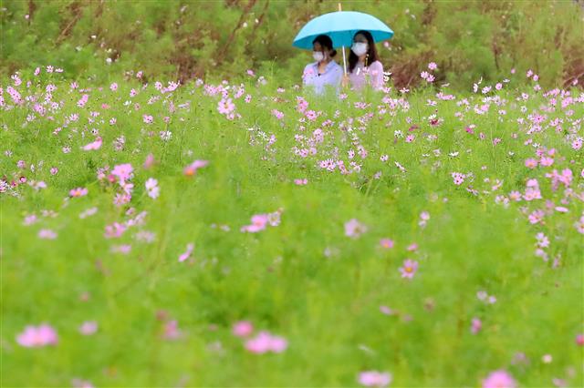 6일 오후 휴일을 맞아 경북 경산시 하양읍 금호강변으로 산책을 나온 시민들이 하양경관농업단지에 꽃망울을 터뜨린 코스모스를 감상하고 있다. 2020.9.6 뉴스1