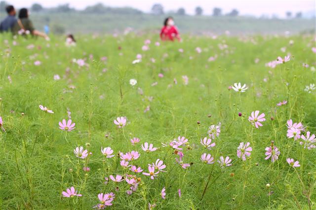 6일 오후 휴일을 맞아 경북 경산시 하양읍 금호강변으로 산책을 나온 시민들이 하양경관농업단지에 꽃망울을 터뜨린 코스모스를 감상하고 있다. 2020.9.6 뉴스1