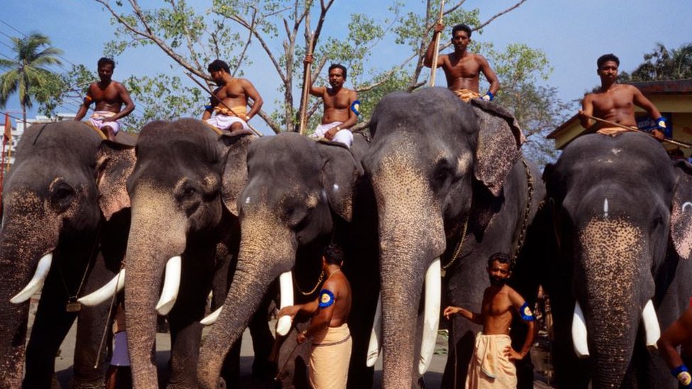코끼리 조련사를 인도에서는 마후트라 한다. 이들은 혹독한 체벌과 고문으로 코끼리들의 영혼을 빼앗는 좀비 같은 존재라고 아이어는 개탄한다.