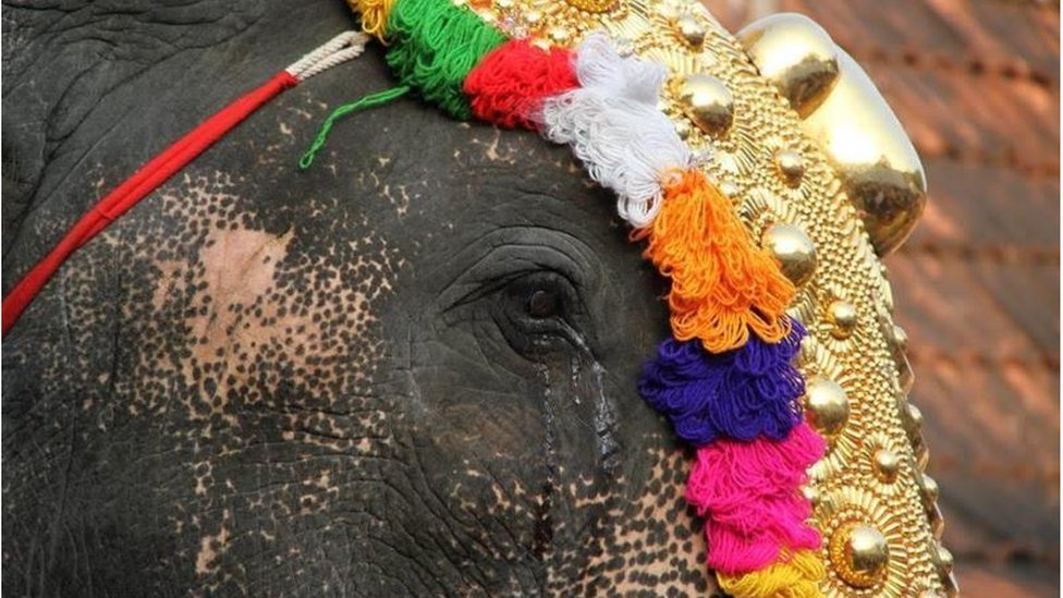 사원 축제에 동원된 코끼리 눈에 눈물이 말라붙었다.