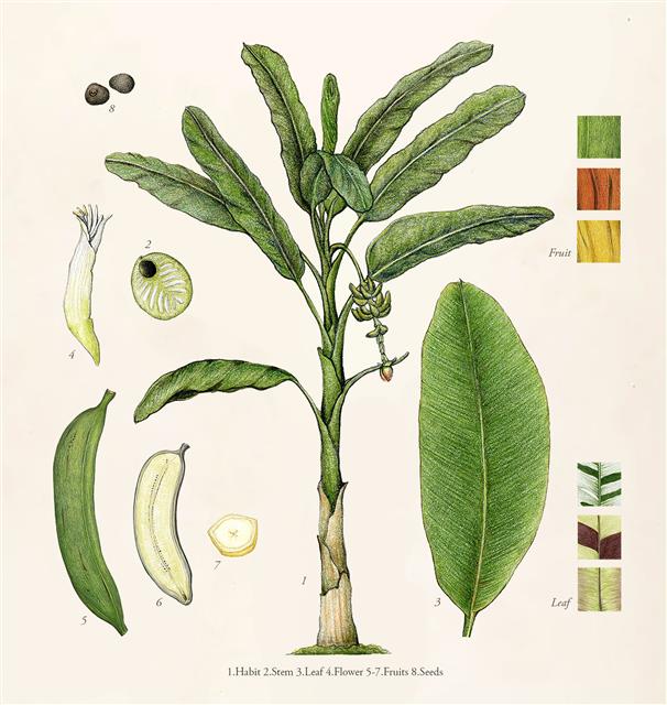 파초과의 식물인 바나나는 열매를 얻기 위해 재배됐지만 함께 피어나는 꽃은 요리의 재료가 되기도 한다. 바나나잎은 포장재와 접시 등 생활용품으로 두루 쓰이고, 뿌리는 약재로도 쓴다.