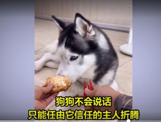 중국의 개 먹방 장면 웨이보 캡처/연합뉴스