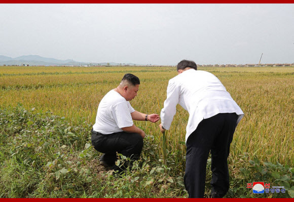 김정은, 낱알 만지며 수해지역 농작물 피해 상황 점검