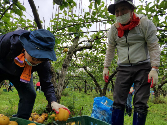 국민의힘, 경주서 태풍피해 복구활동