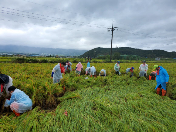 국민의힘, 경주서 태풍피해 복구활동
