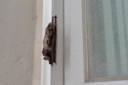 인천 아파트 방충망에서 목격된 박쥐. 인터넷 커뮤니티