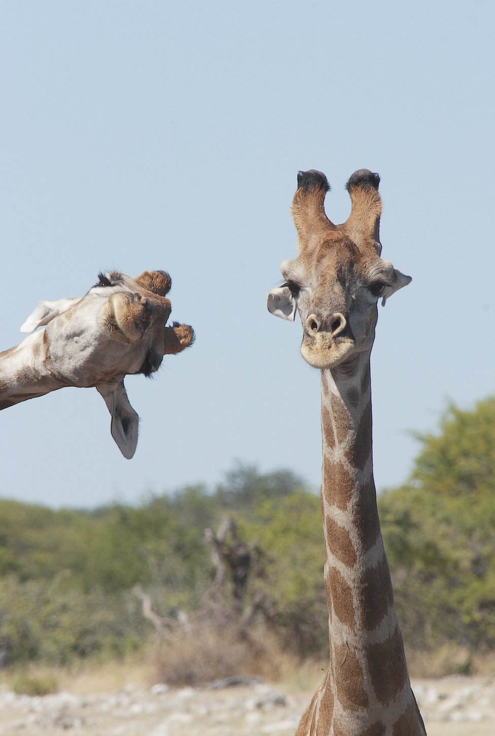 “나도 셀피 찍고 싶어.” Brigitte Alcalay Marcon. 나미비아 에토샤 국립공원의 기린들.