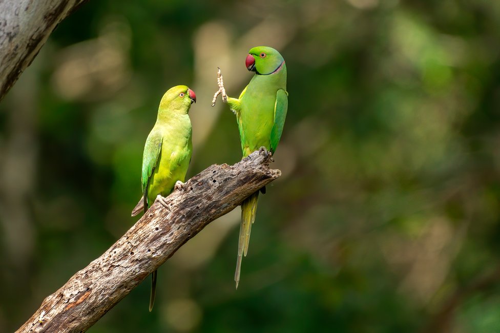 “제발 사회적 거리두기 좀!” Petr Sochman. 스리랑카 카우둘라 국립공원의 인도잉꼬(Rose-ringed parakeet)들.