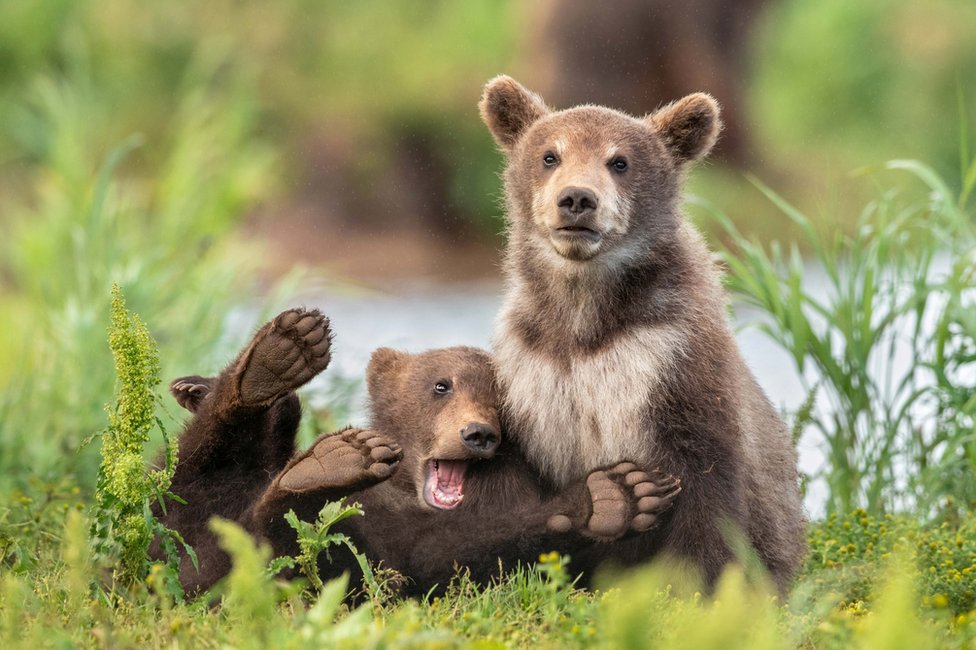 “이런 친구 하나쯤 있잖아요.” Yarin Klein. 러시아 캄차카 쿠릴 호수의 갈색곰.