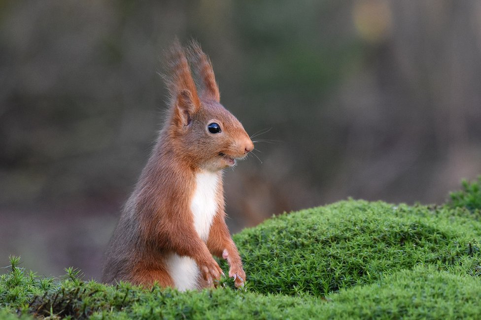 “우리끼리 농담인데” Femke-van-Willigen. 네덜란드 에스펠로의 청설모(Eurasian red squirrel).
