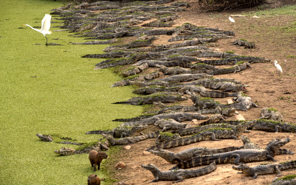 백로와 악어가 14일(현지시간) 브라질 마토 그로소주 포콘 근처의 판타날 습지에서 트랜스판타네이라 도로 옆 벤토 곰즈 강둑에 있다. 브라질에서는 거대한 습지대가 불타고 있으며, 몇몇 국립공원을 휩쓸고 짙은 연기 뒤에 있는 태양을 가리고 있다. AP 연합뉴스