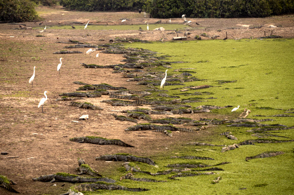 백로와 악어가 14일(현지시간) 브라질 마토 그로소주 포콘 근처의 판타날 습지에서 트랜스판타네이라 도로 옆 벤토 곰즈 강둑에 있다. 브라질에서는 거대한 습지대가 불타고 있으며, 몇몇 국립공원을 휩쓸고 짙은 연기 뒤에 있는 태양을 가리고 있다. AP 연합뉴스