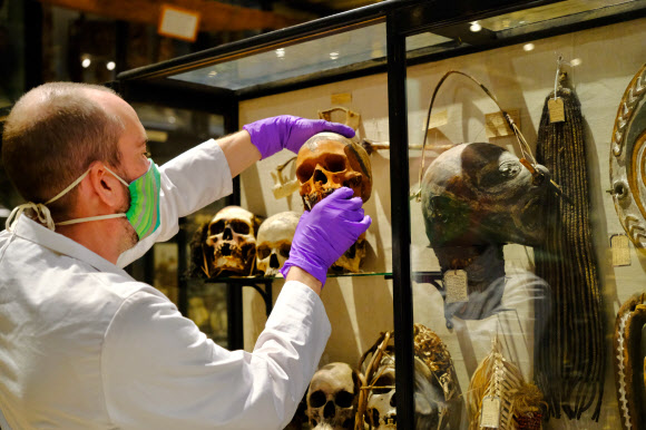 옥스포드 대학의 피트 리버스 박물관에서 해골 유물들이 전시대에서 치워지고 있다. 옥스포드 AP 연합뉴스