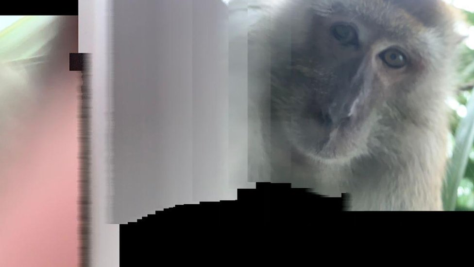 말레이시아 대학생 자크리지 로드지의 휴대전화 갤러리에 저장된 원숭이 셀피 사진. 자크리지 로드지 제공 영국 BBC 홈페이지 캡처