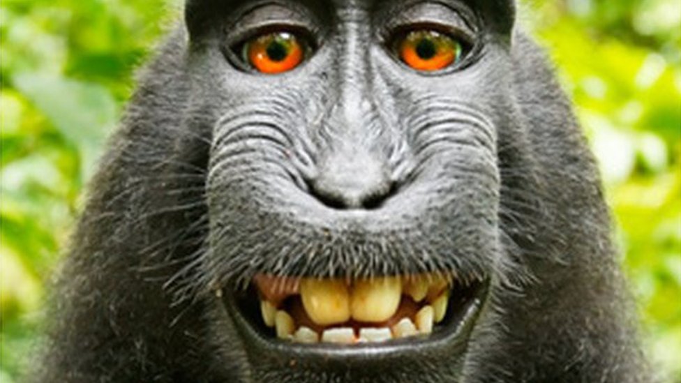 영국 사진작가 데이비드 슬레이터의 카메라에 저장됐던 인도네시아 짧은꼬리원숭이 나루토의 셀피 사진. 동물보호 자선단체 PETA와 저작권 다툼을 2년 벌일 정도로 화제가 됐다. 데이비드 슬레이터 제공 영국 BBC 홈페이지 캡처 