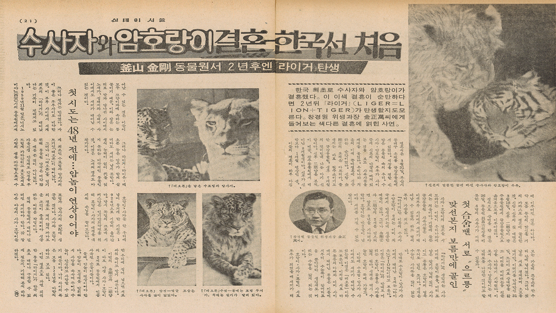 선데이 서울 제286호(1974년 4월 14일자)에 실린 ‘수사자와 암호랑이 결혼, 한국선 처음 - 부산 금강동물원서 2년 후엔 ‘라이거’ 탄생’ 기사